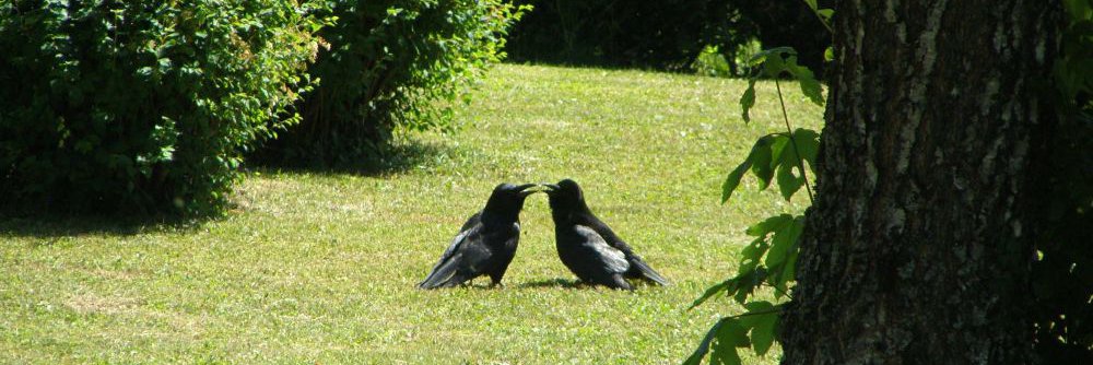 Kissing in the garden