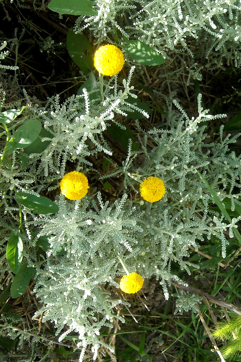 Quattro bottoni gialli