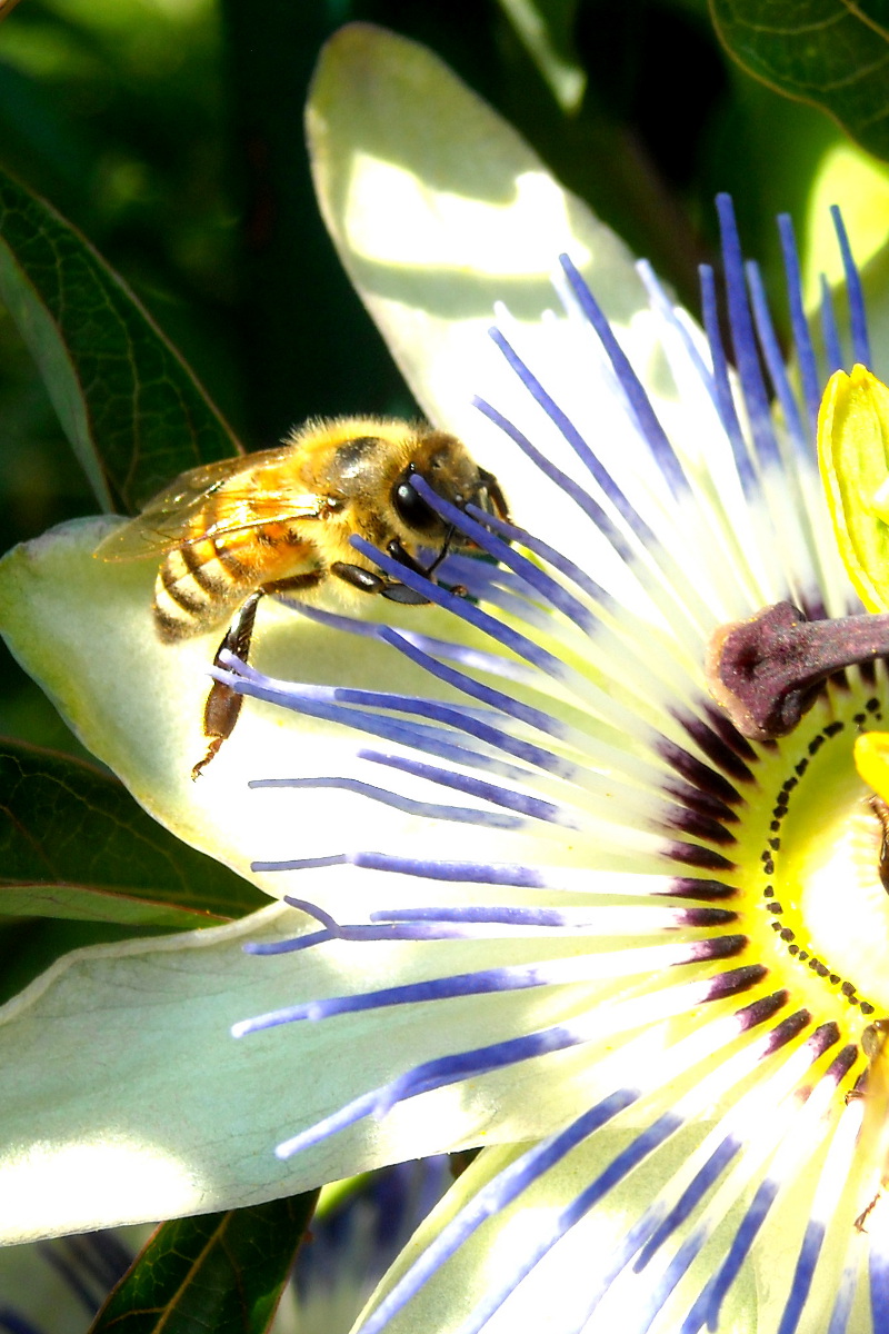 L'ape e la passiflora