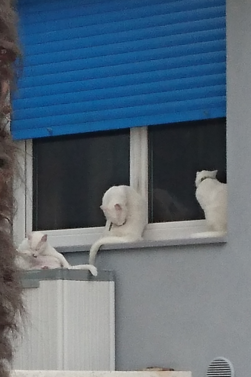 Tre gatti