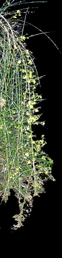 Gelsomino invernale (Jasminum nudiflorum)