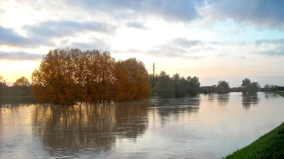 Alberi sommersi