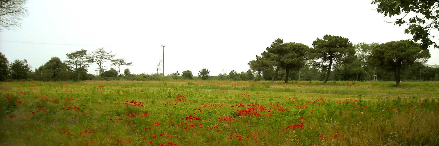 Papaveri e pini