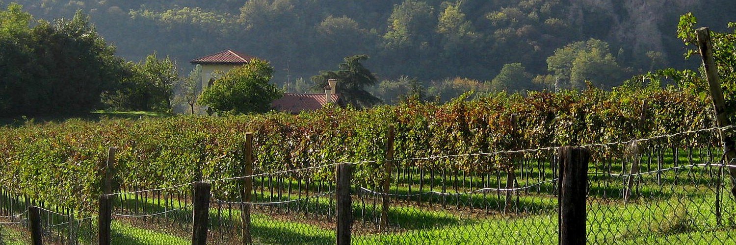 Profumo di mosto Profumo di mosto
