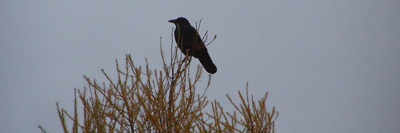 Sguardo lontano