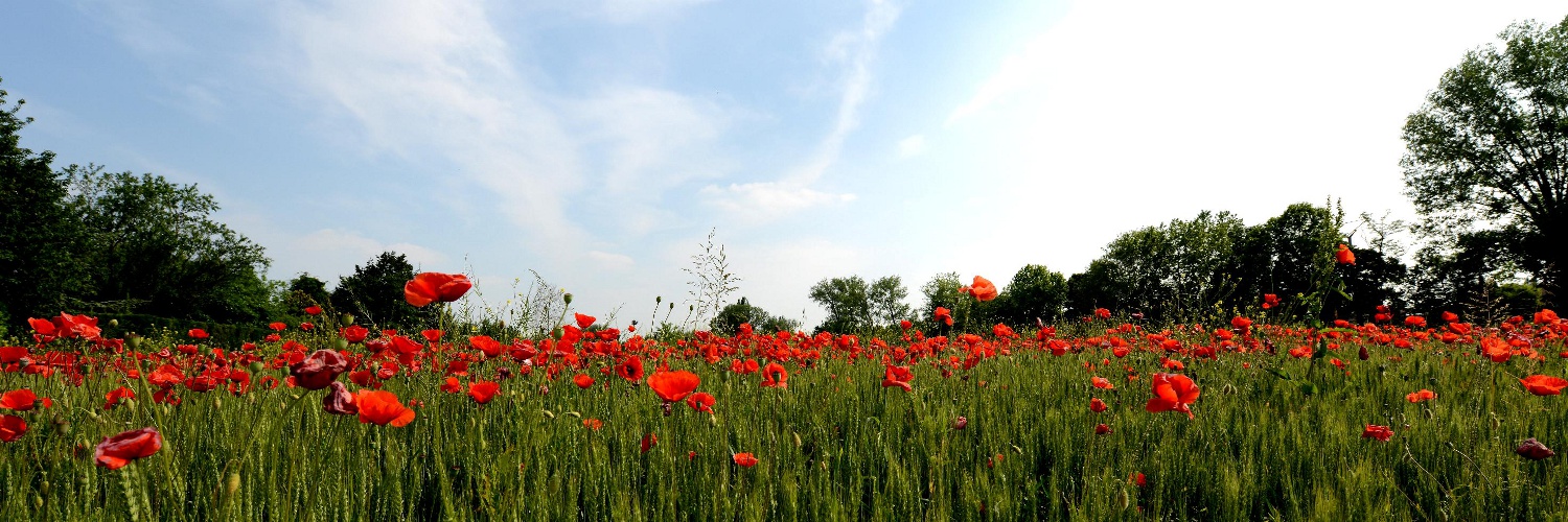 Campo di grano con papaveri