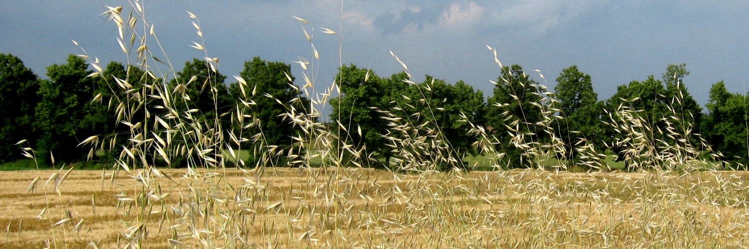Tempo di mietitura Tempo di mietitura