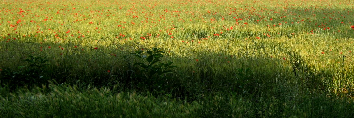 Armonia del campo