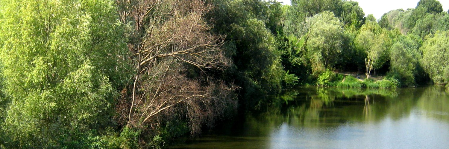 L'albero