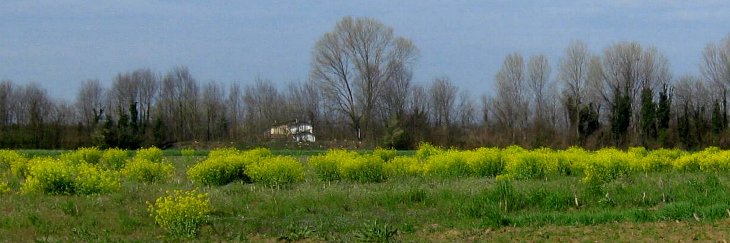 Ciuffi di giallo