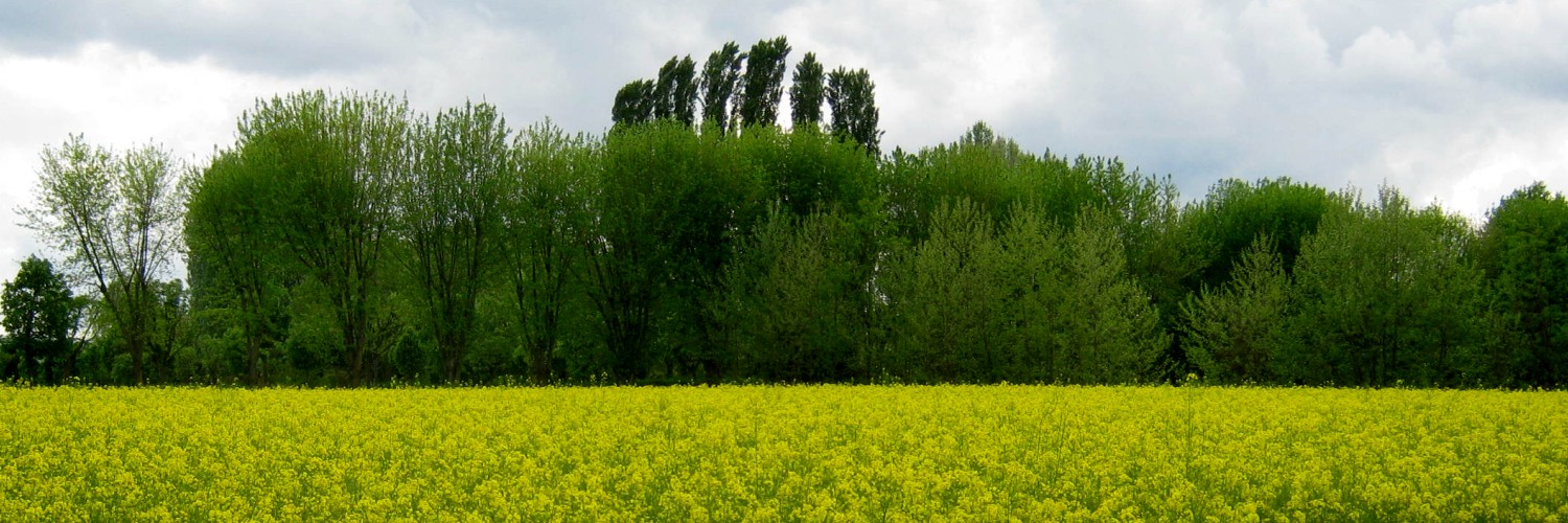 Colori dal campo