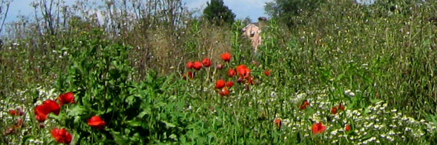 Rosa tra i fiori