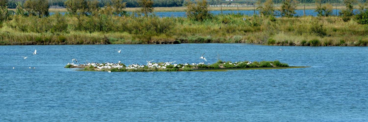 L'isola dei gabbiani rossi