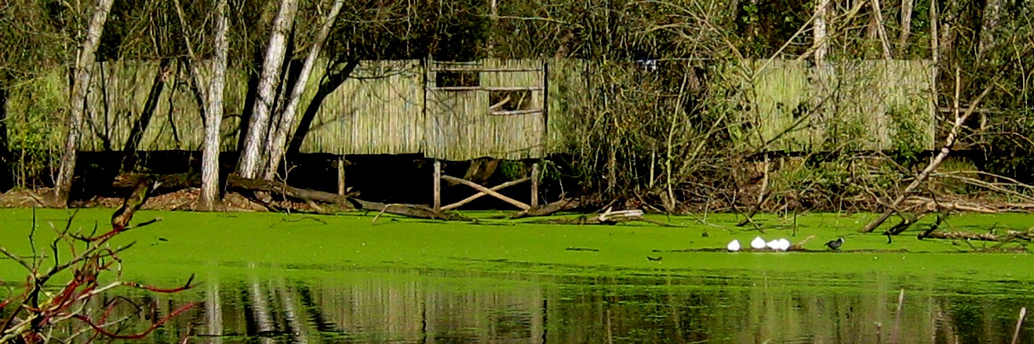 Verde acqua