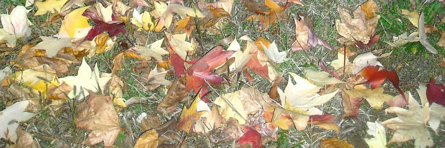 Foglie d'autunno