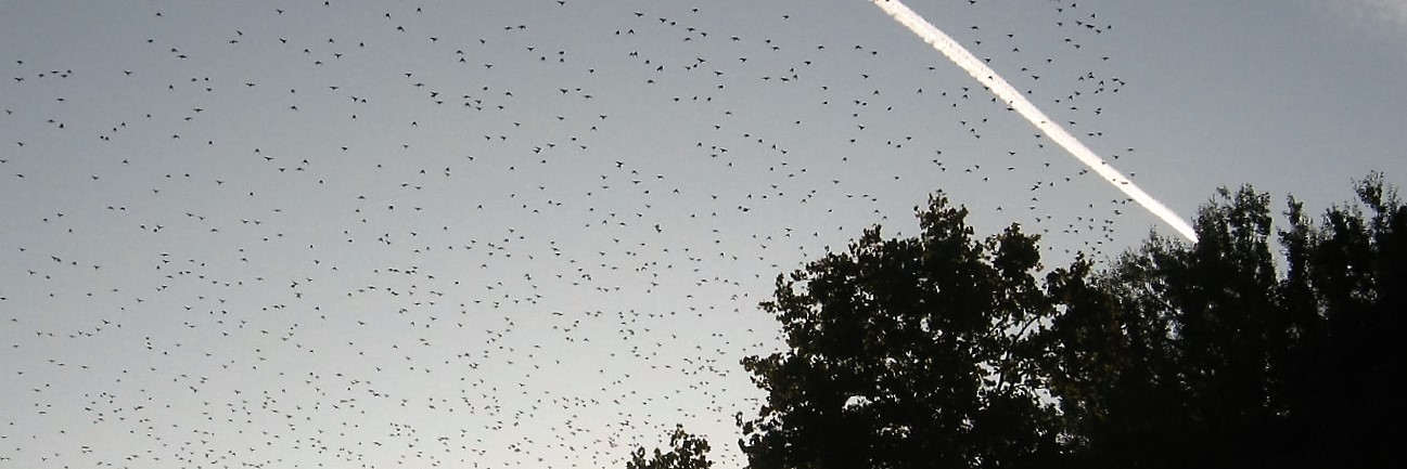 Volare 2: Verso la meta