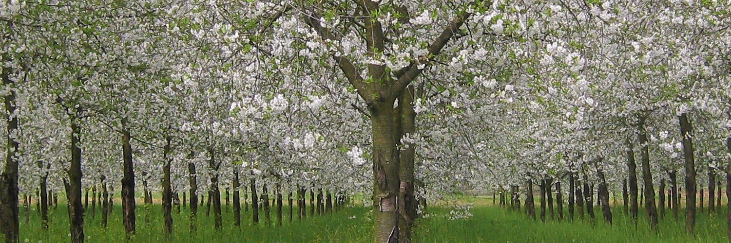 Fiori di ciliegio