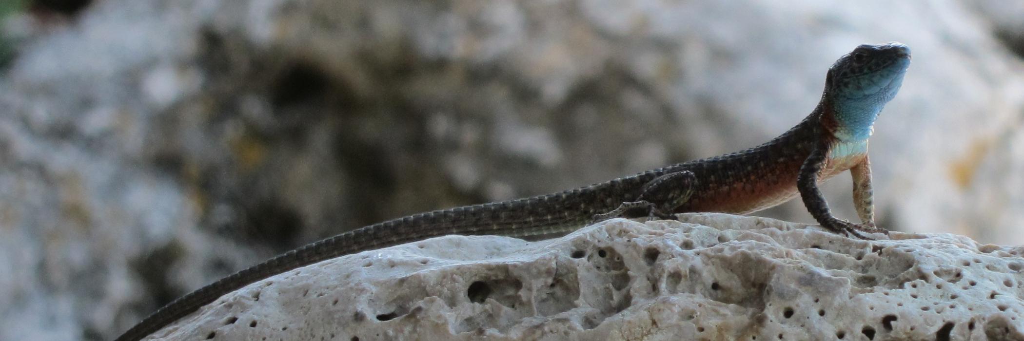 Lizard Lizard