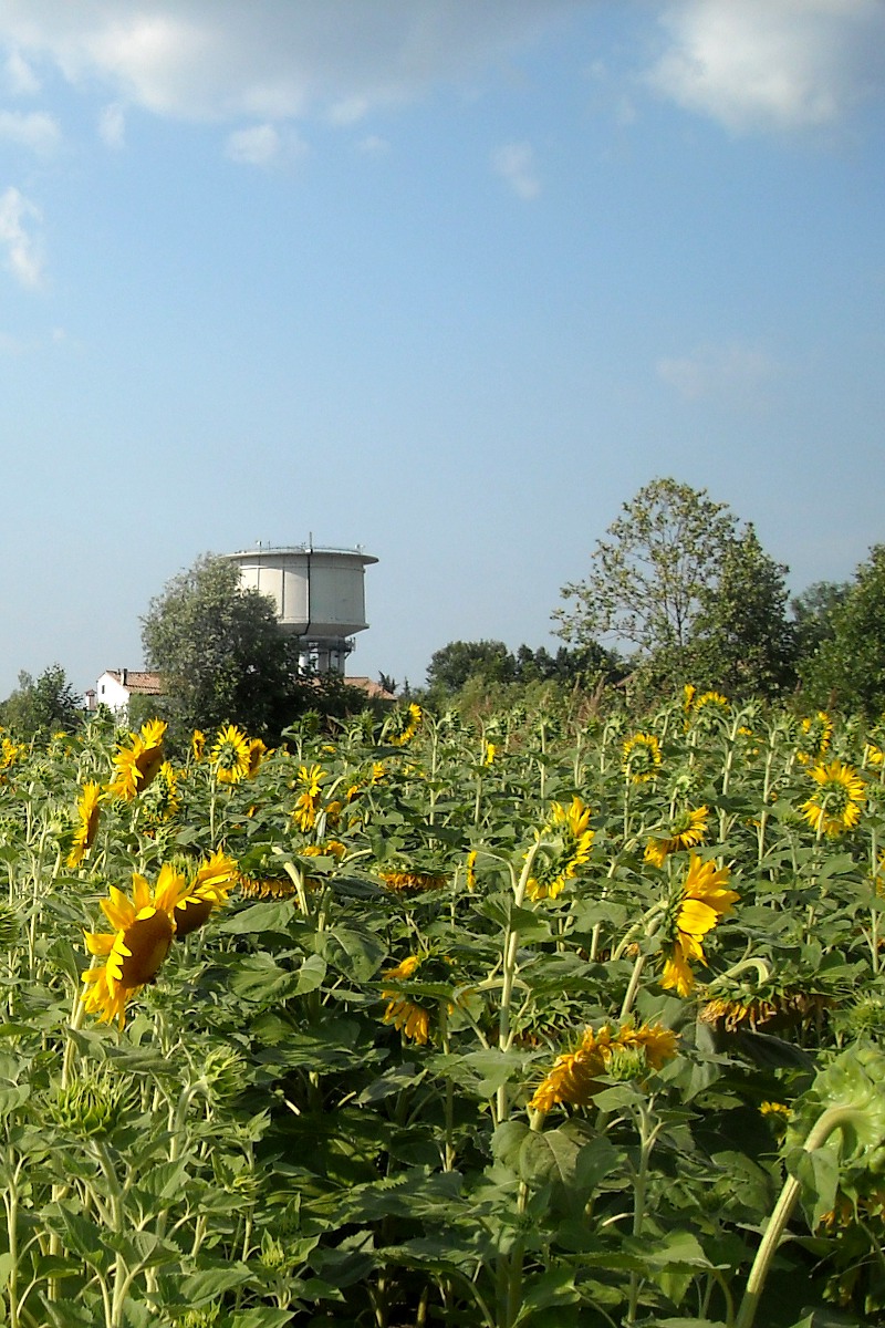 Nuvole e girasoli