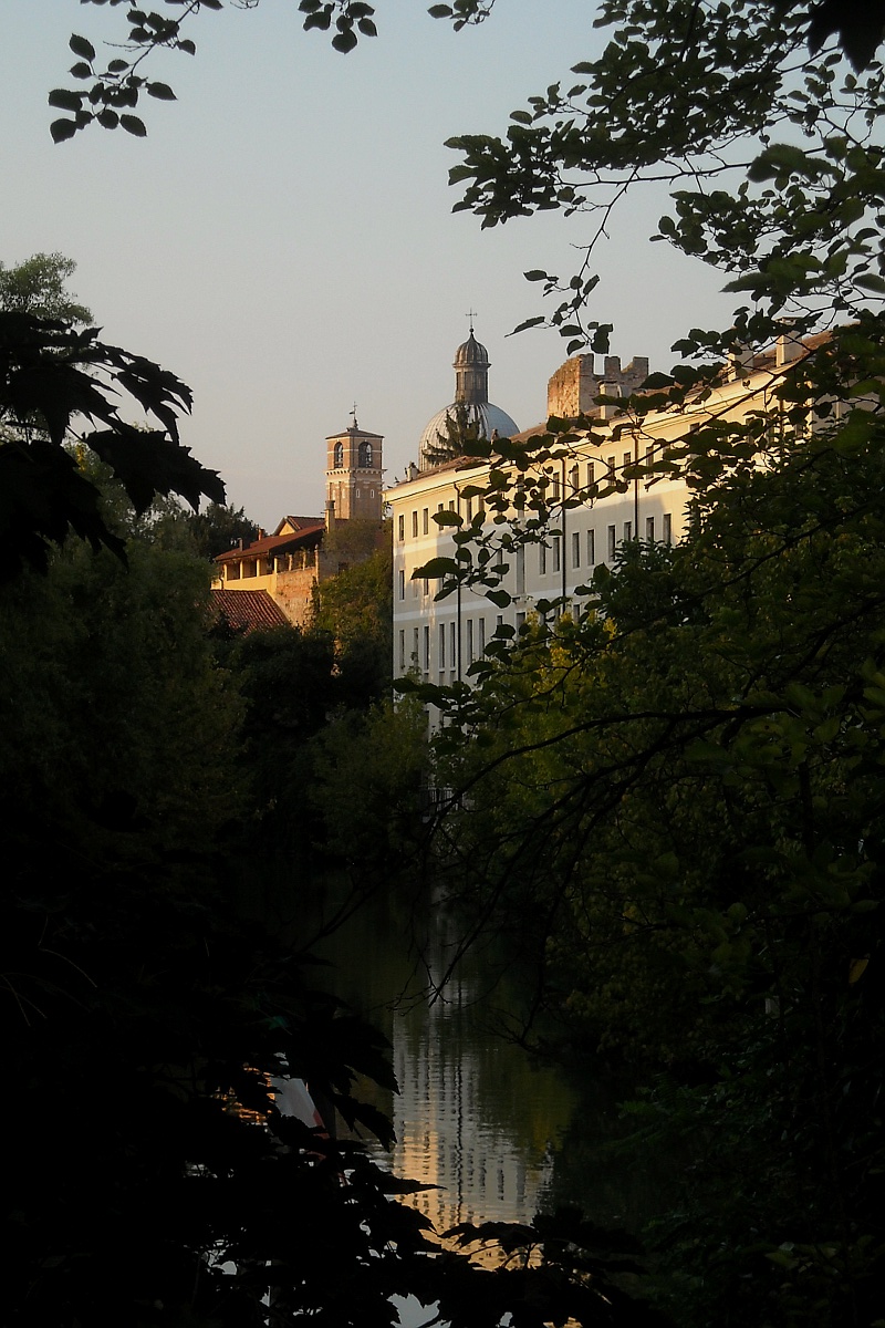 Tra i rami