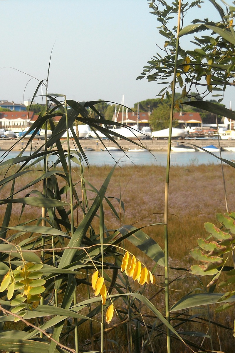 Vegetazione marina Vegetazione marina