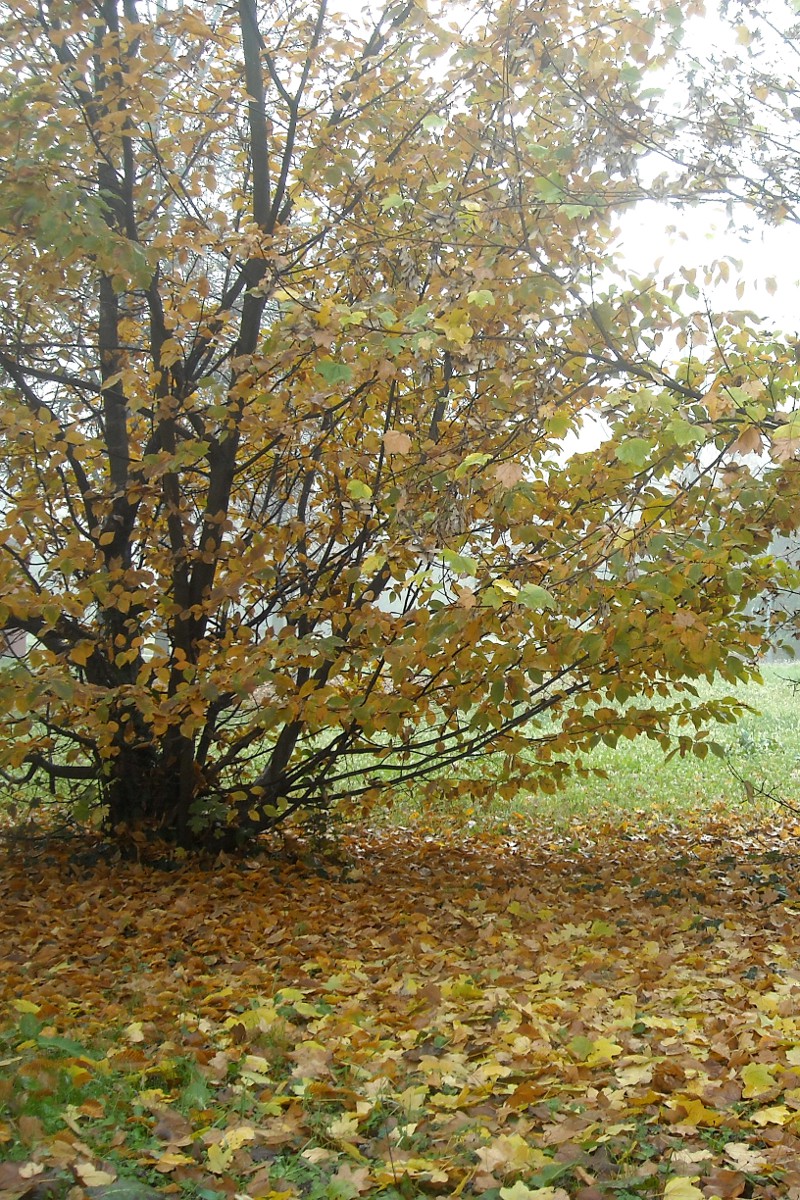 Foglie d'autunno