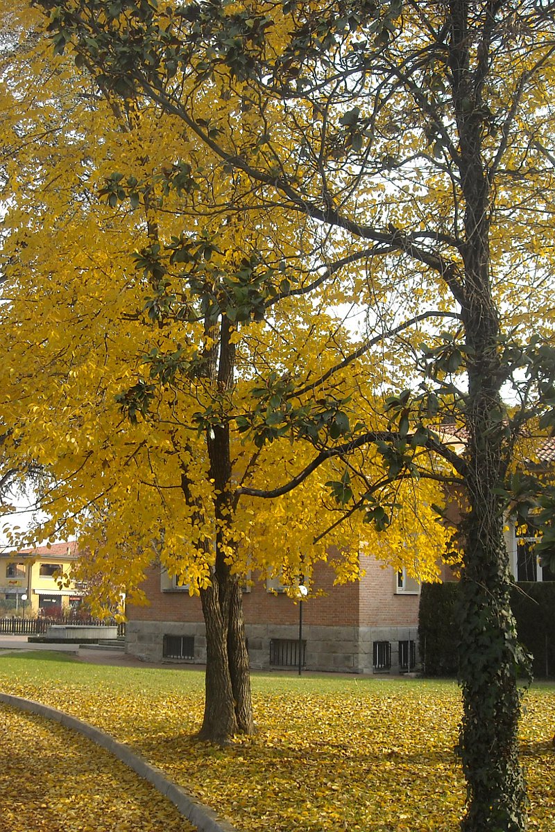 Contrappunto giallo verde