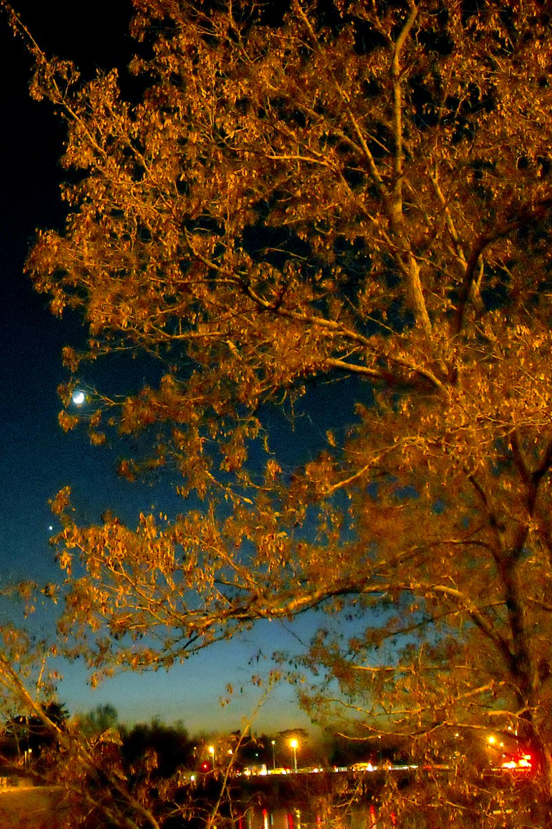 L'albero e la luna