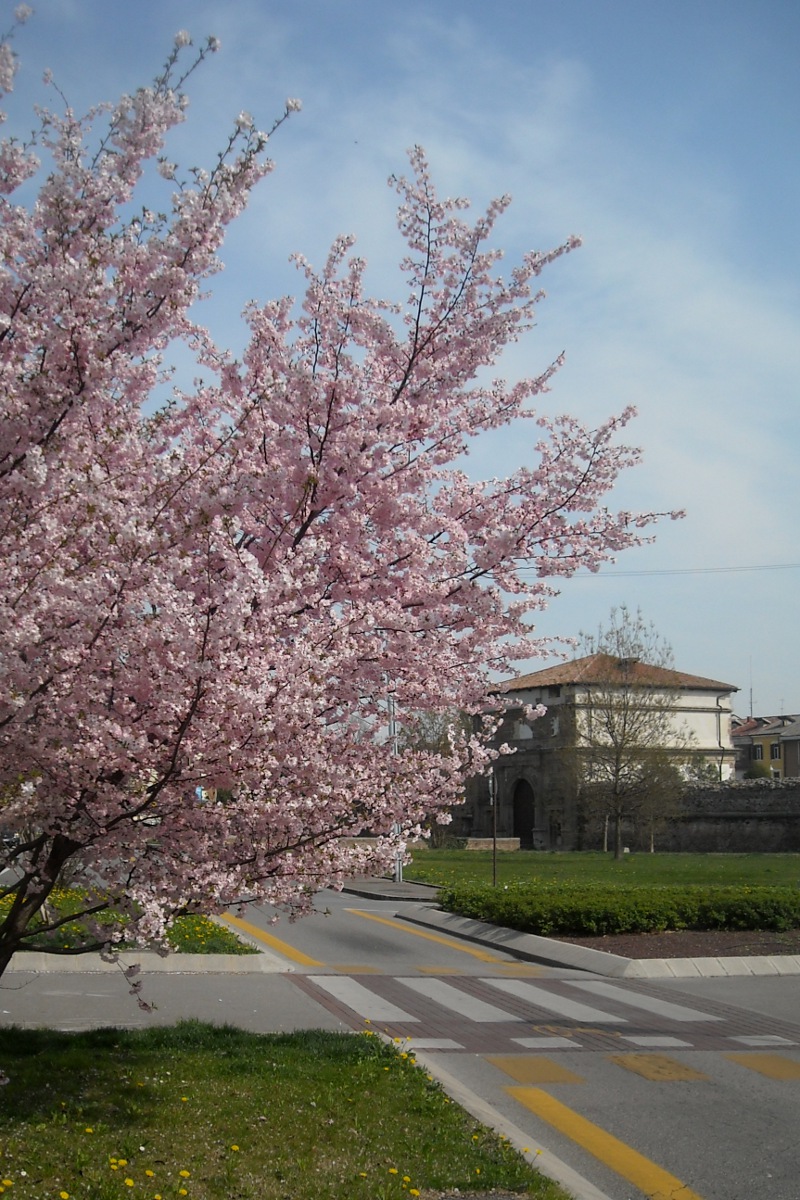 Primavera 2012... Primavera 2012...