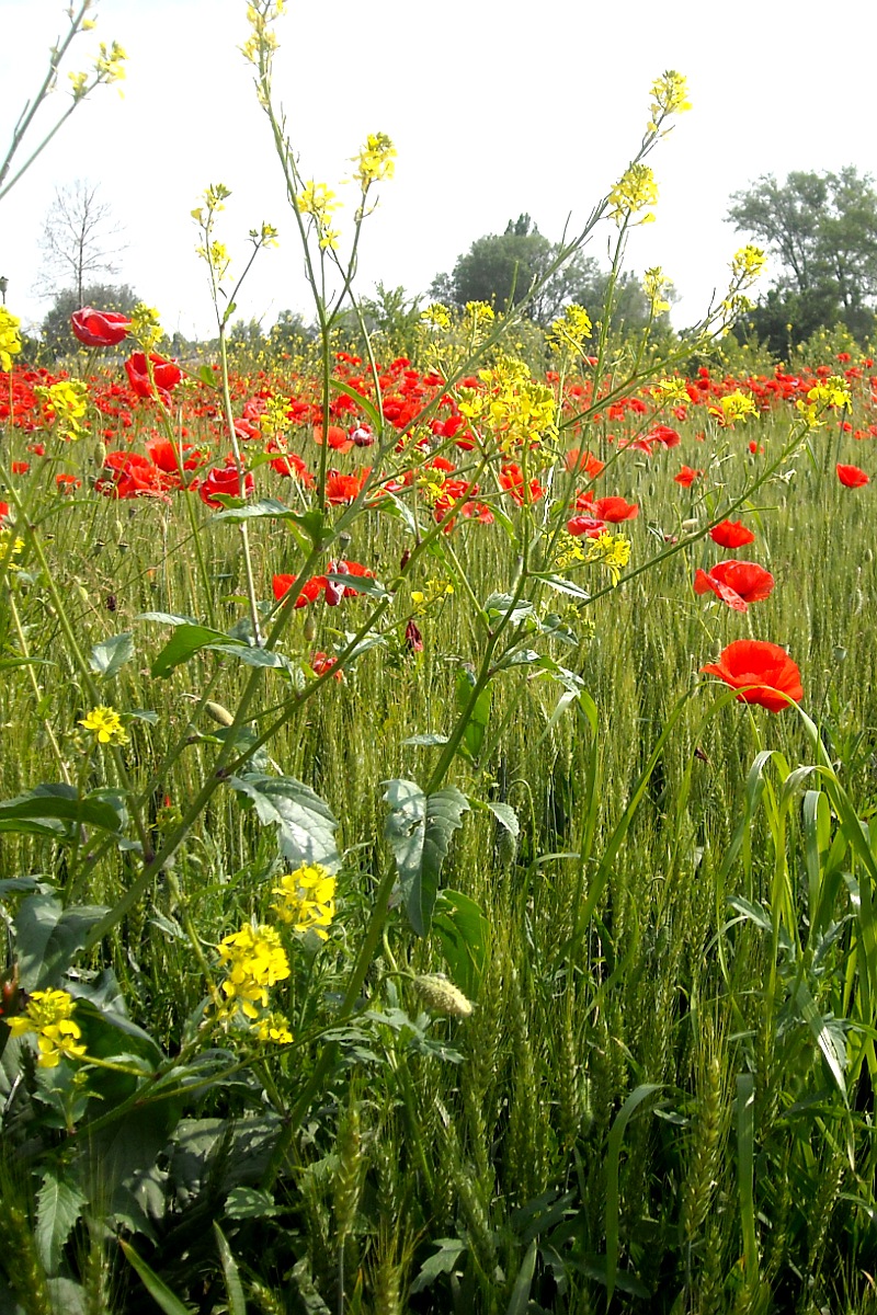 Giallo, rosso e verde