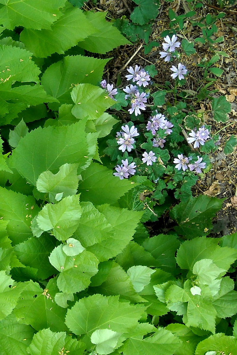 Il tiglio e la malva