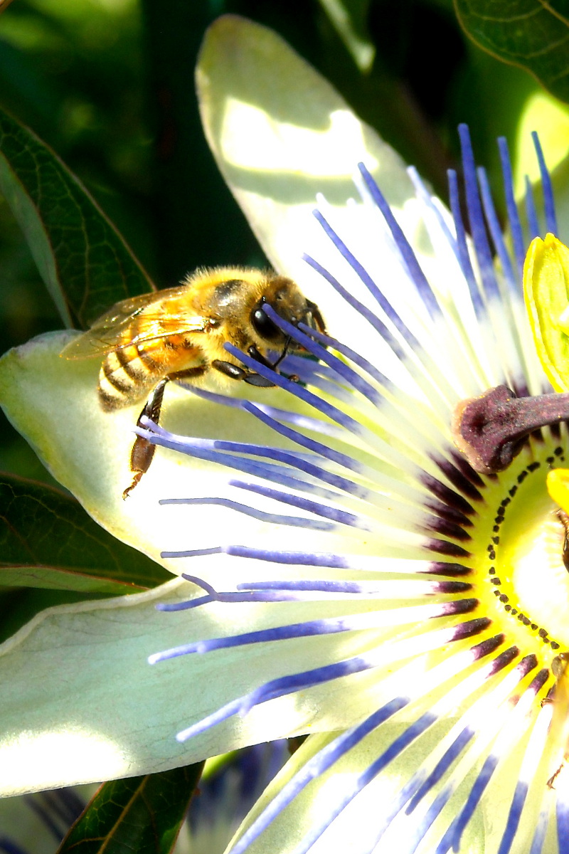 L'ape e la passiflora L'ape e la passiflora
