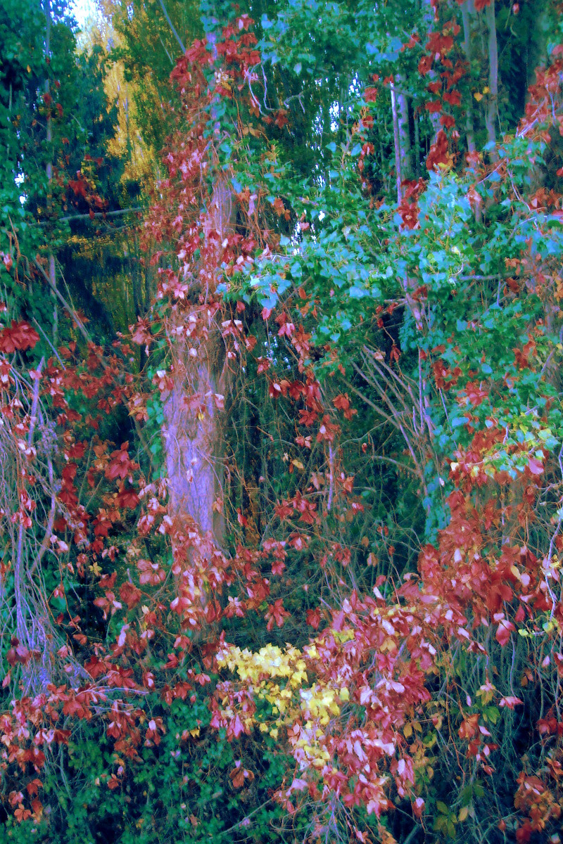 Autunno 2015 Autunno 2015