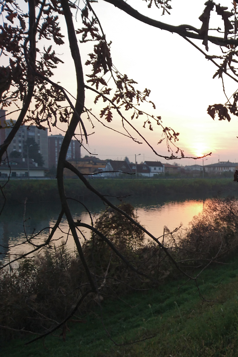 Ramo di quercia